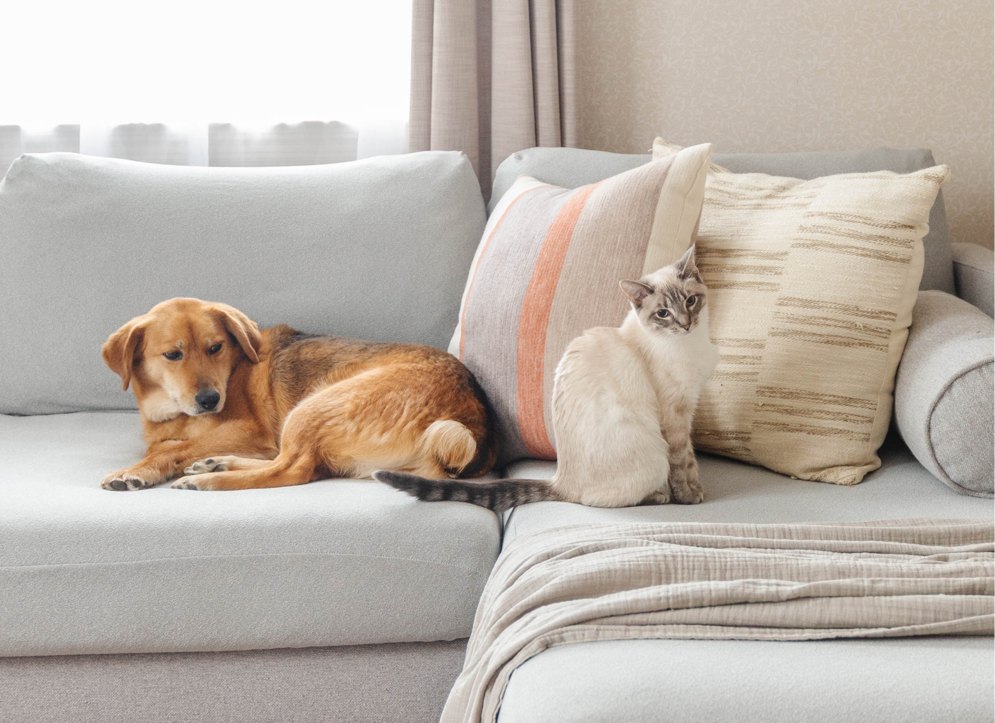 A cat and dog sitting on a light-colored sofa with cushions.