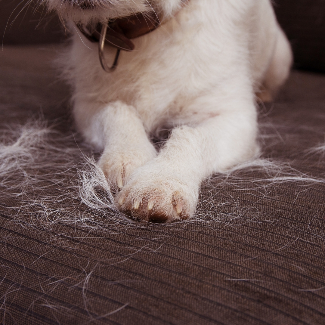 Dog paws on a couch with shedding hair.