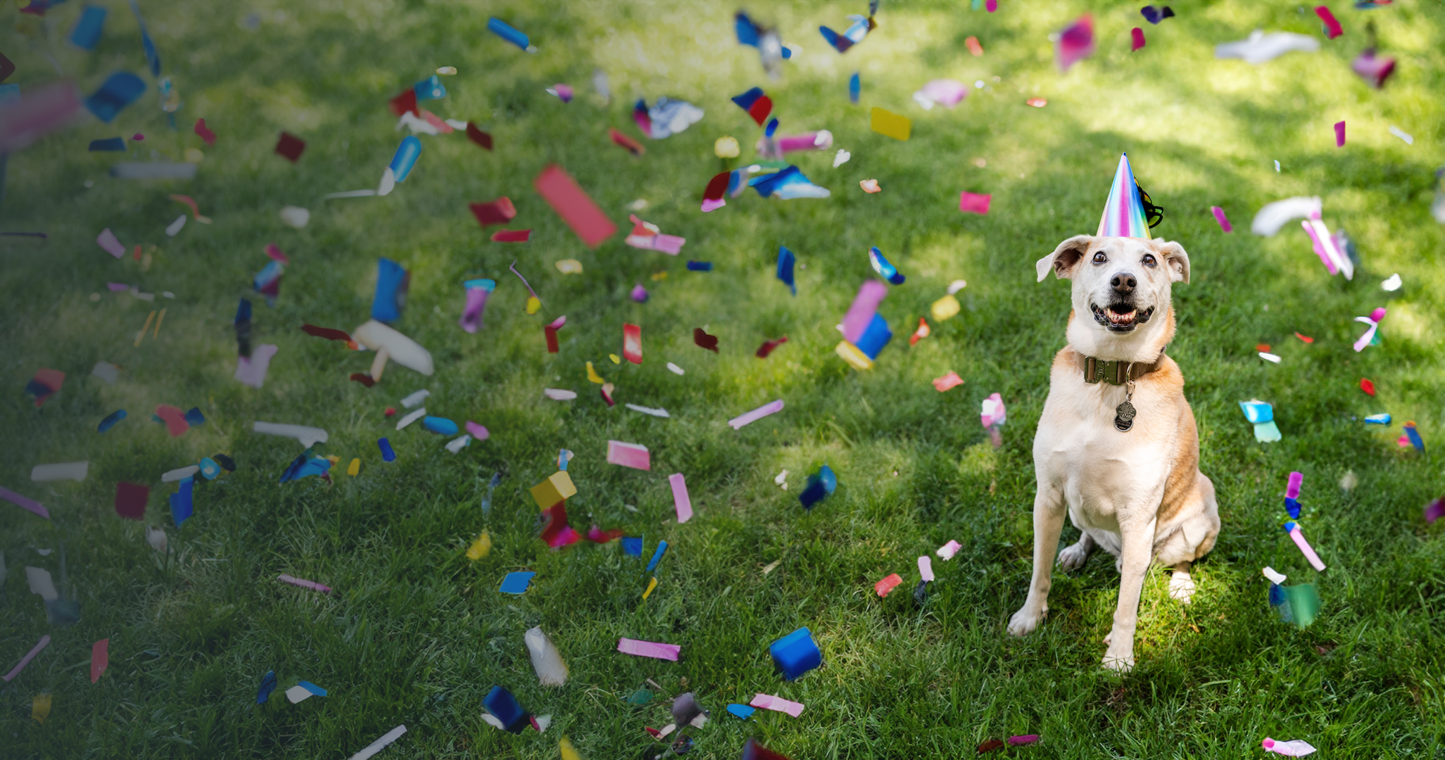 Dog wearing party hat surrounded by colorful confetti on grass.