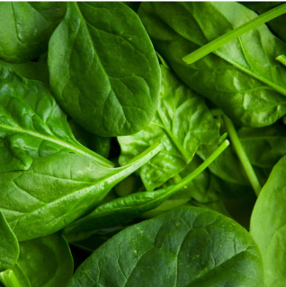 Fresh spinach leaves in close-up view.