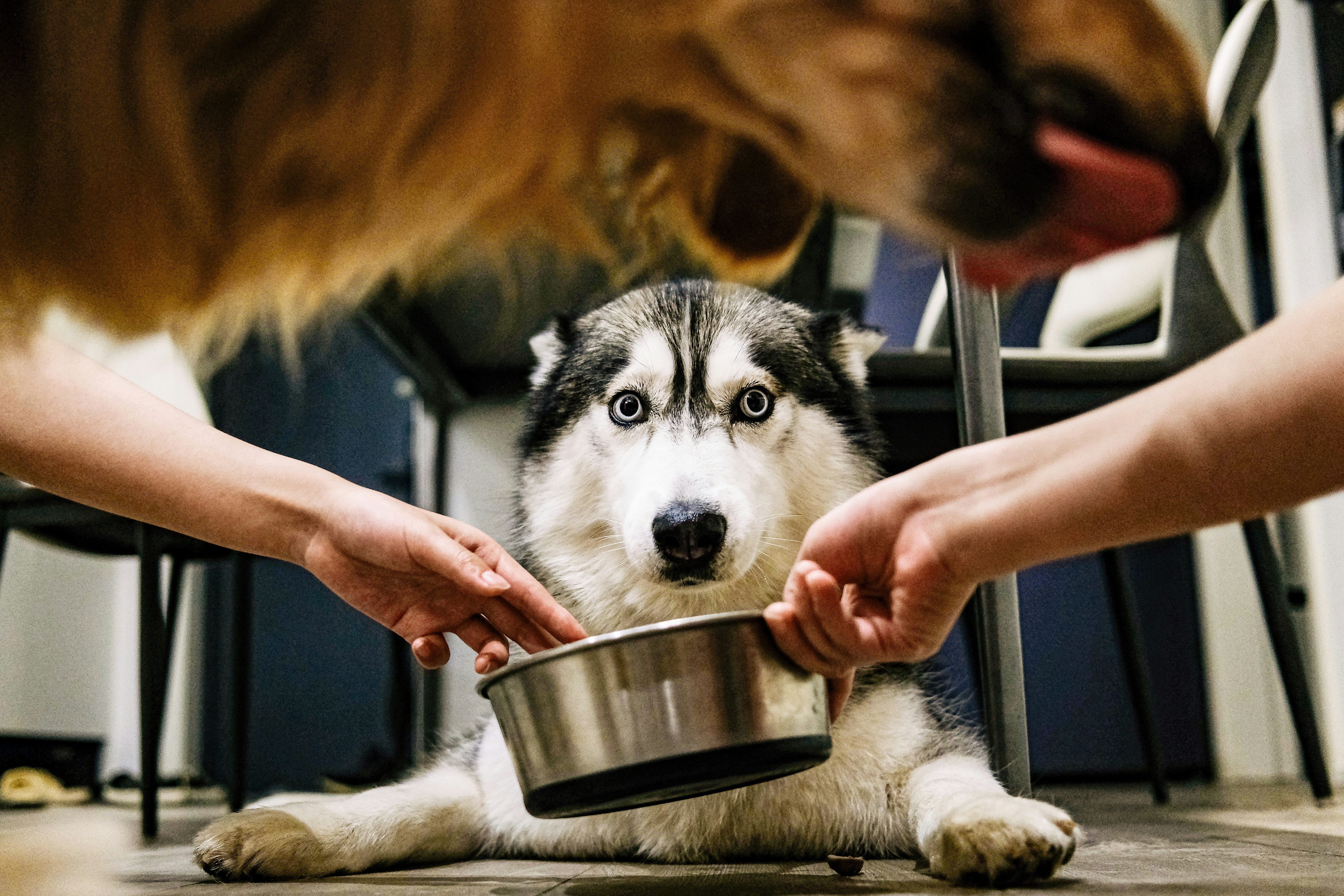 Siberian husky with wide eyes, surrounded by hands holding a metal bowl.