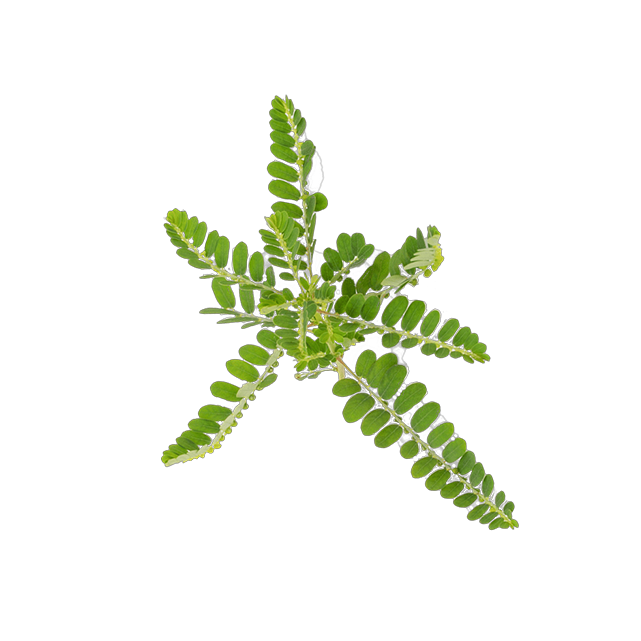 An overhead view of a green plant with multiple stems of small leaves against a white background.