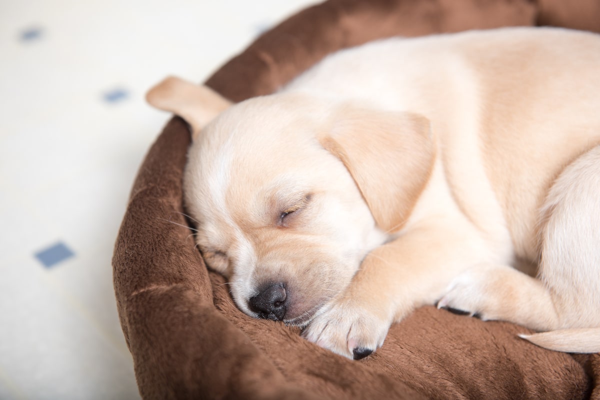 A small, light-colored puppy sleeping peacefully in a soft, brown dog bed.