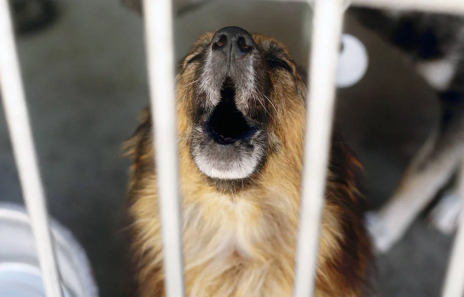 A close-up of a long-haired dog with its mouth open, looking up from behind white cage bars.