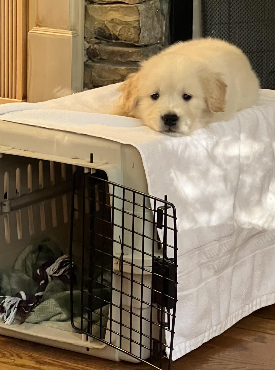 A fluffy golden retriever puppy lies on a white towel on top of a pet crate.