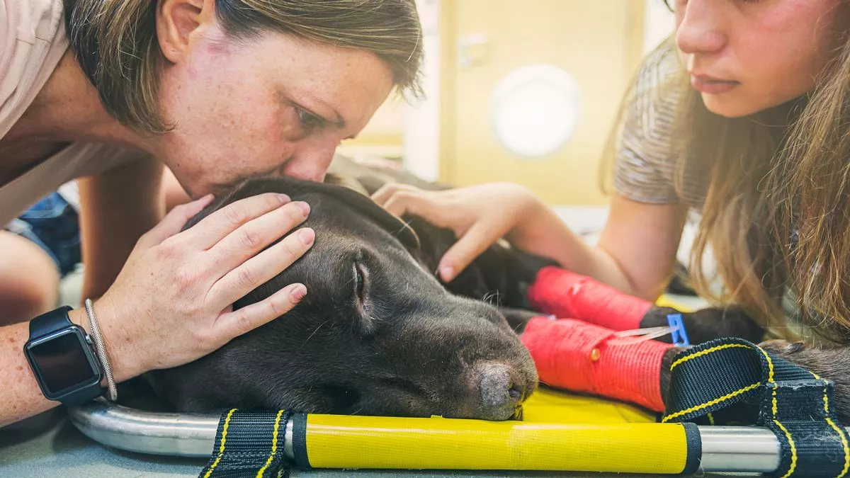 Two people comfort an injured black dog with bandaged legs as it lies on a stretcher.