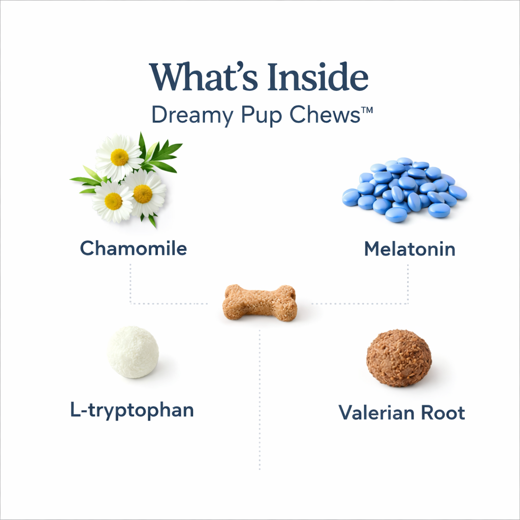 Infographic detailing the ingredients in Dreamy Pup Chews: Chamomile, Melatonin, L-tryptophan, and Valerian Root.