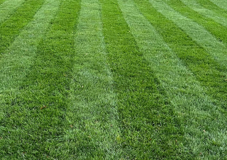A neatly mowed lawn with alternating light and dark green stripes.