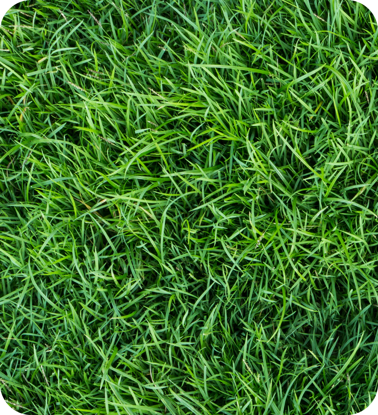Close-up of lush green grass.