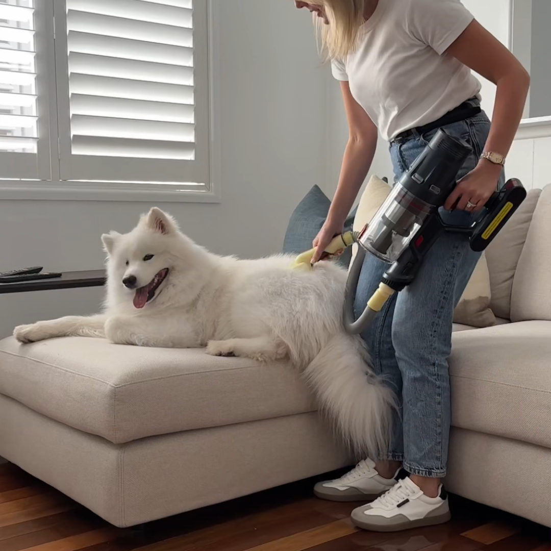 Person vacuuming a fluffy white dog on a beige couch.