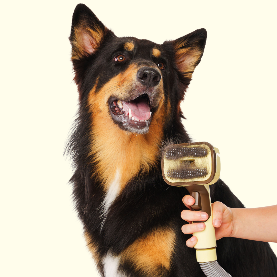 A dog being groomed with a brush by a person.