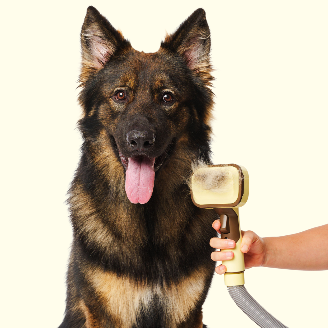 German Shepherd being groomed with a pet brush.