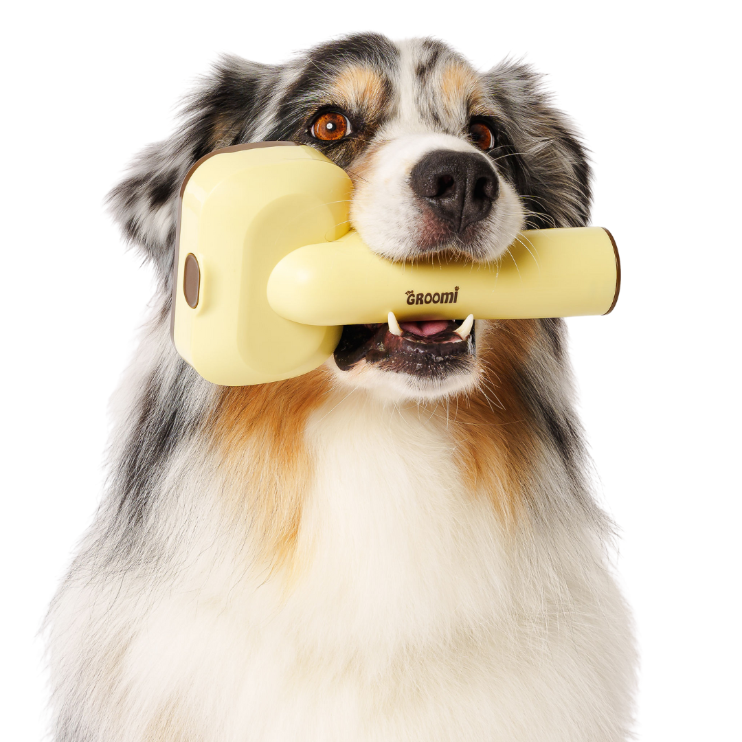 Dog holding a yellow grooming tool in its mouth.