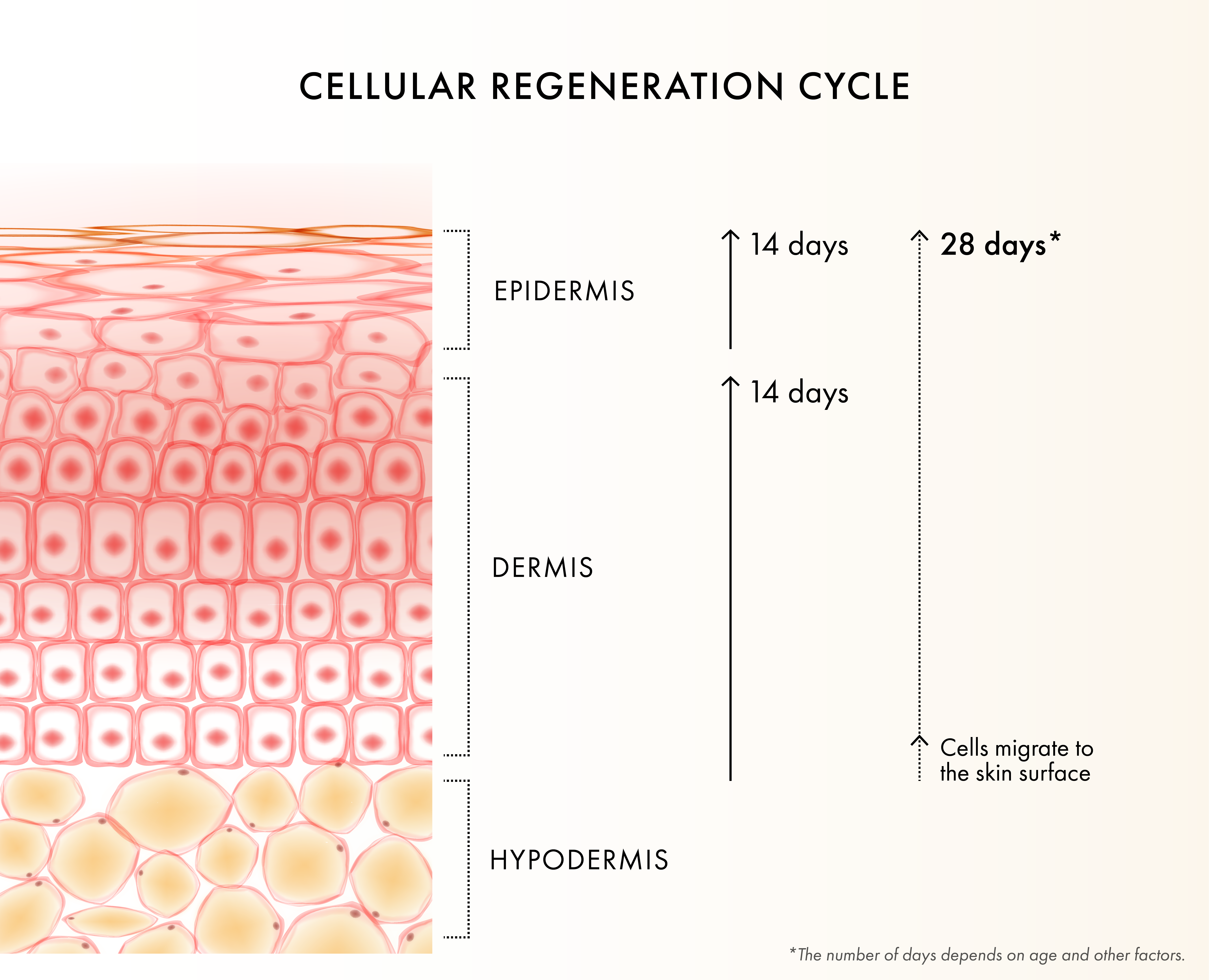 Diagram illustrating the cellular regeneration cycle of skin layers.