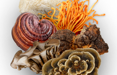 An assortment of various mushrooms in different shapes, colors, and textures against a white background.