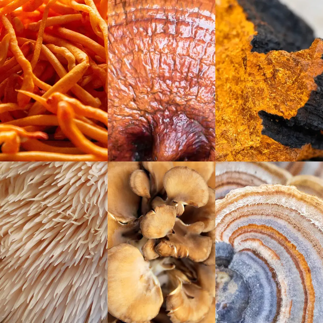 Collage of six different mushroom textures and colors.