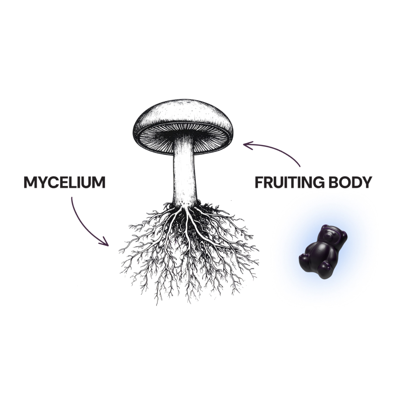 Diagram of a mushroom with mycelium roots and a fruiting body gummy bear.