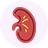 Illustration of a red kidney on a white background.