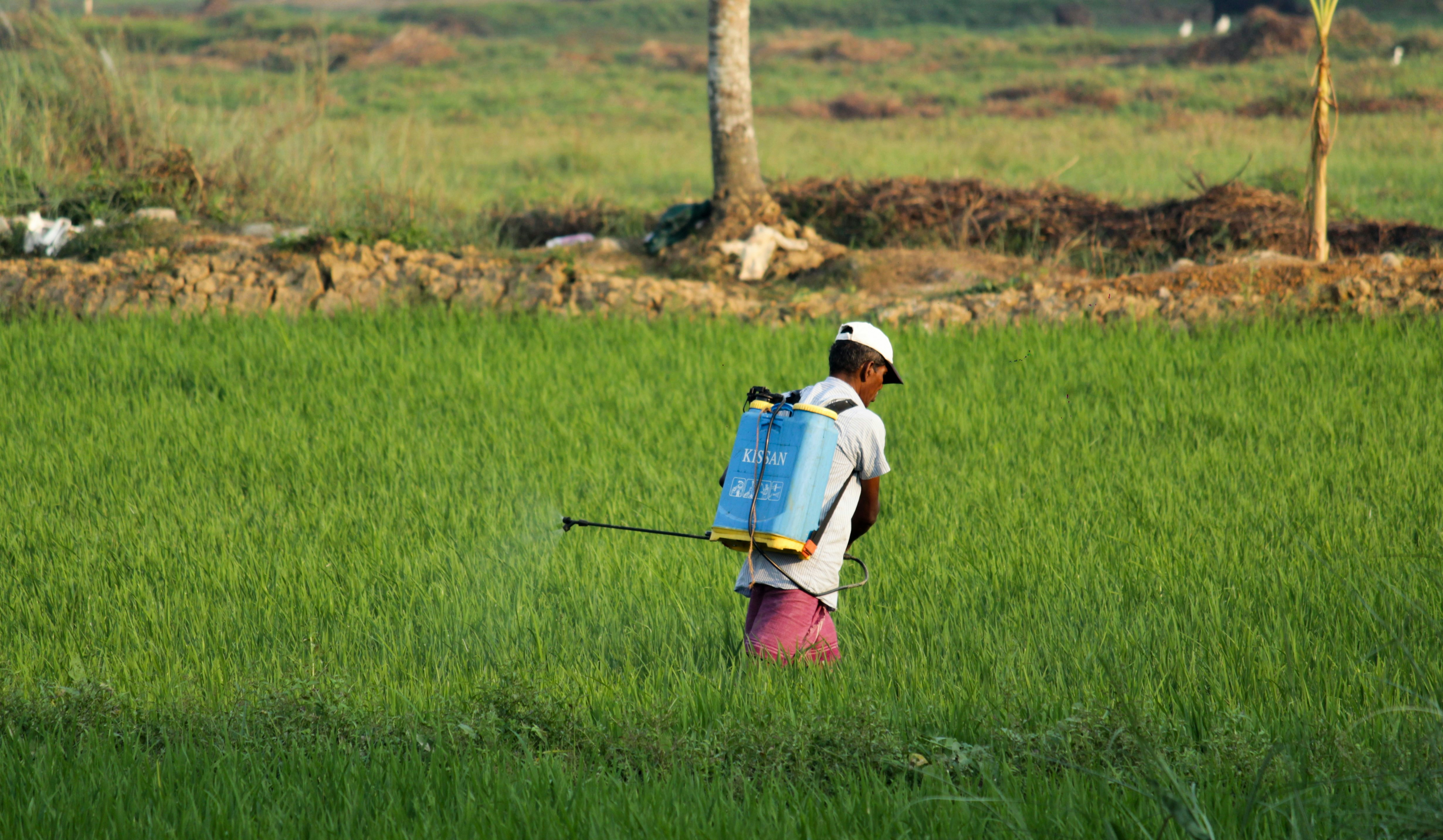 A farmer with a backpack sprayer walks through a vibrant green rice paddy, spraying the crops.