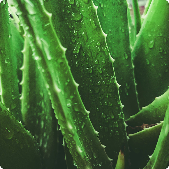 Close-up of green aloe vera leaves with water droplets.