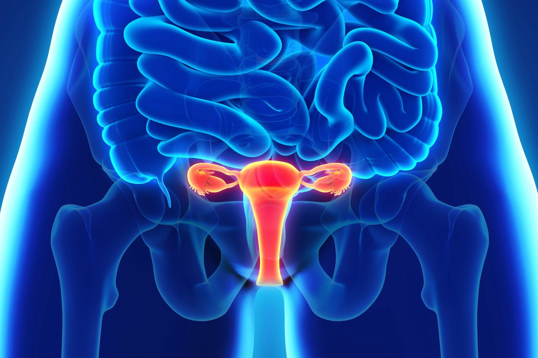 Illustration of female reproductive system with highlighted uterus and ovaries.