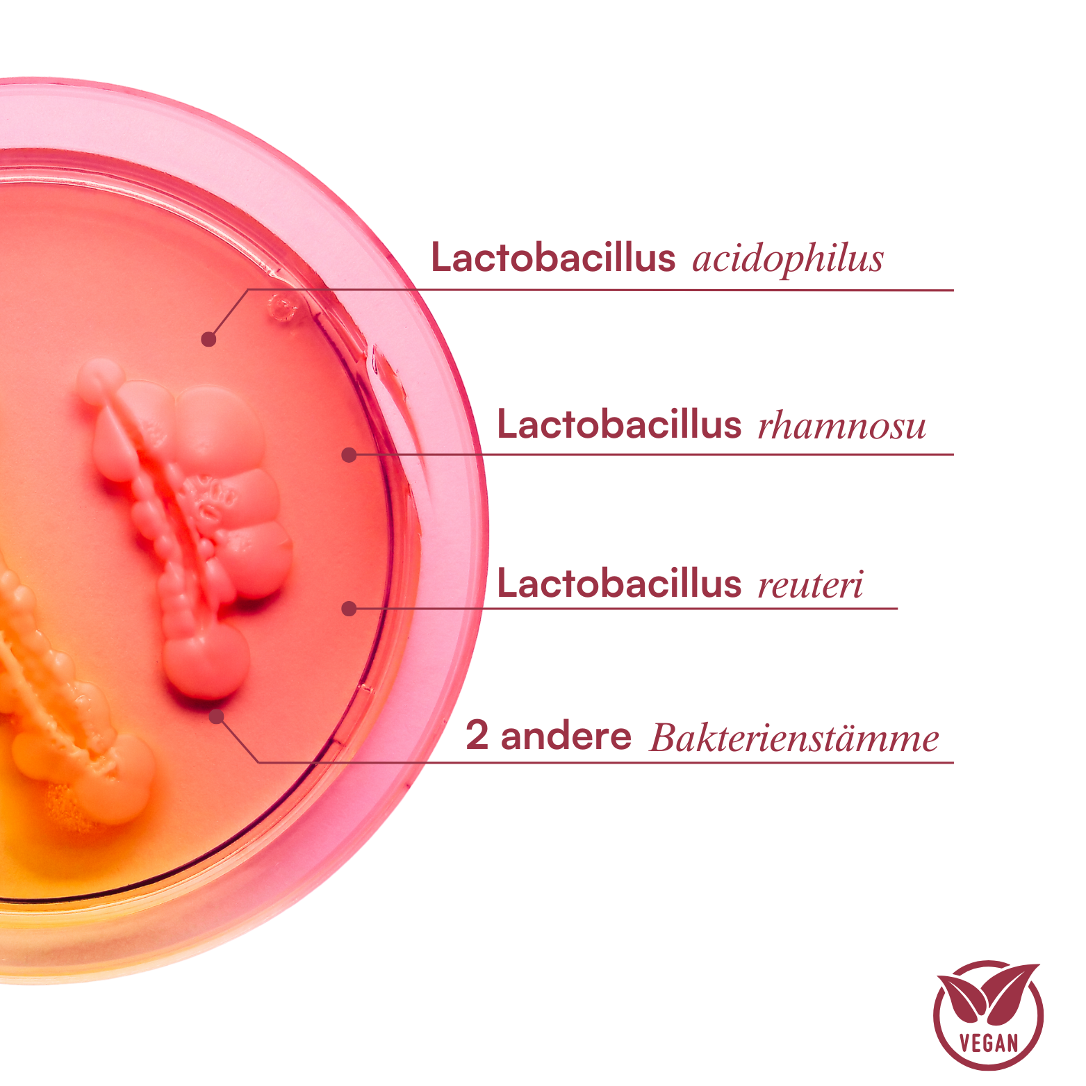 Petri dish with labeled Lactobacillus bacteria strains and vegan symbol.