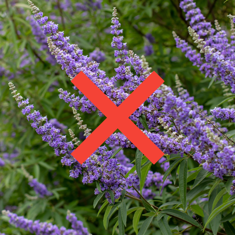 A bush with purple flowers is crossed out with a large red X.