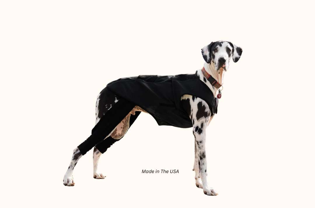 A black and white spotted Great Dane stands against a white background wearing a black coat and leg covering.
