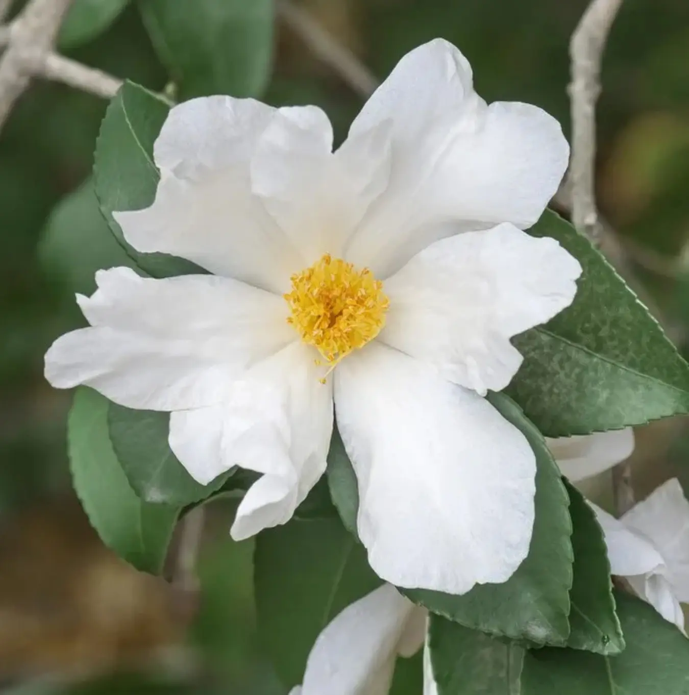 A close-up of a white camellia flower with a yellow center and dark green leaves.