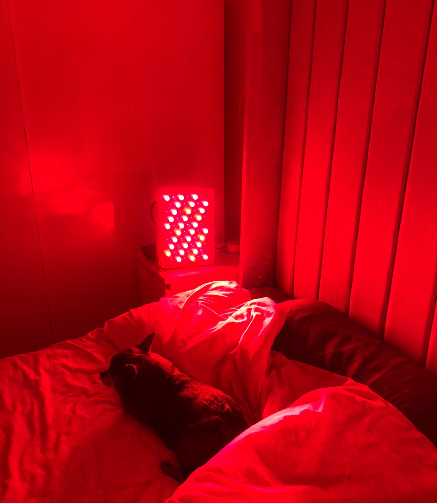 A small dog rests on a bed in a room lit entirely by a red light therapy panel.