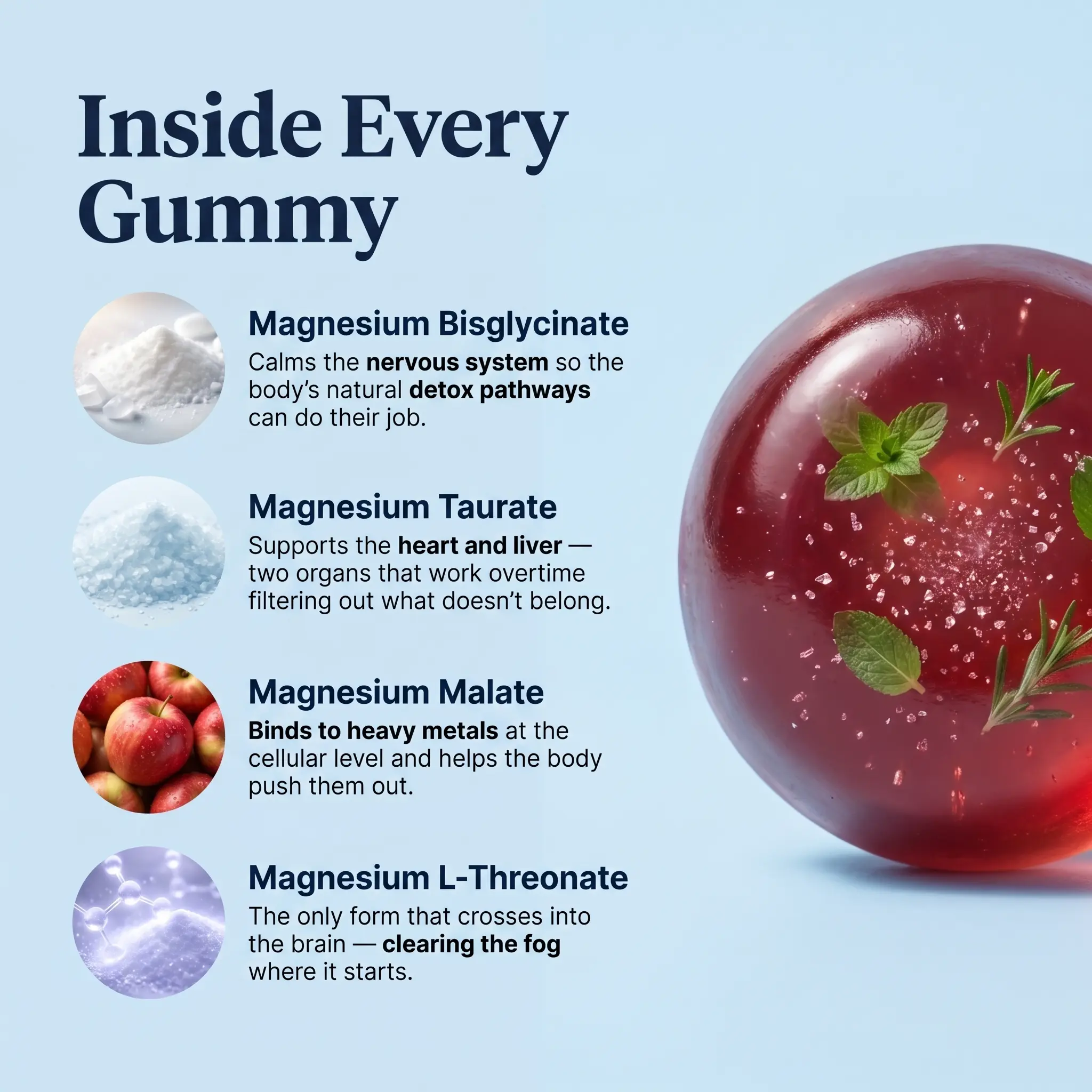 An infographic showing four types of magnesium ingredients inside a red gummy with mint and rosemary.