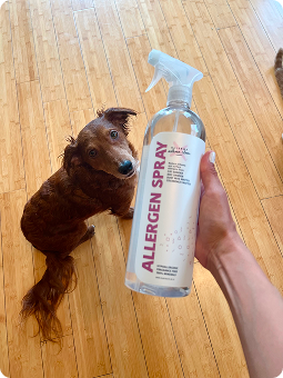 Person holding allergen spray bottle near a small brown dog on wooden floor.