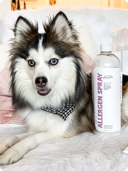 A fluffy dog next to a bottle labeled 'Allergen Spray' on a bed.