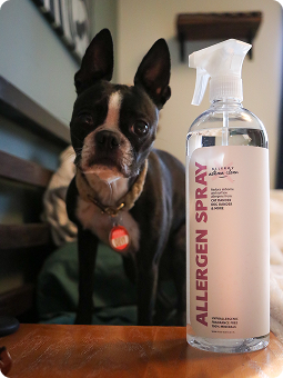 A Boston Terrier dog next to a bottle of allergen spray on a table.