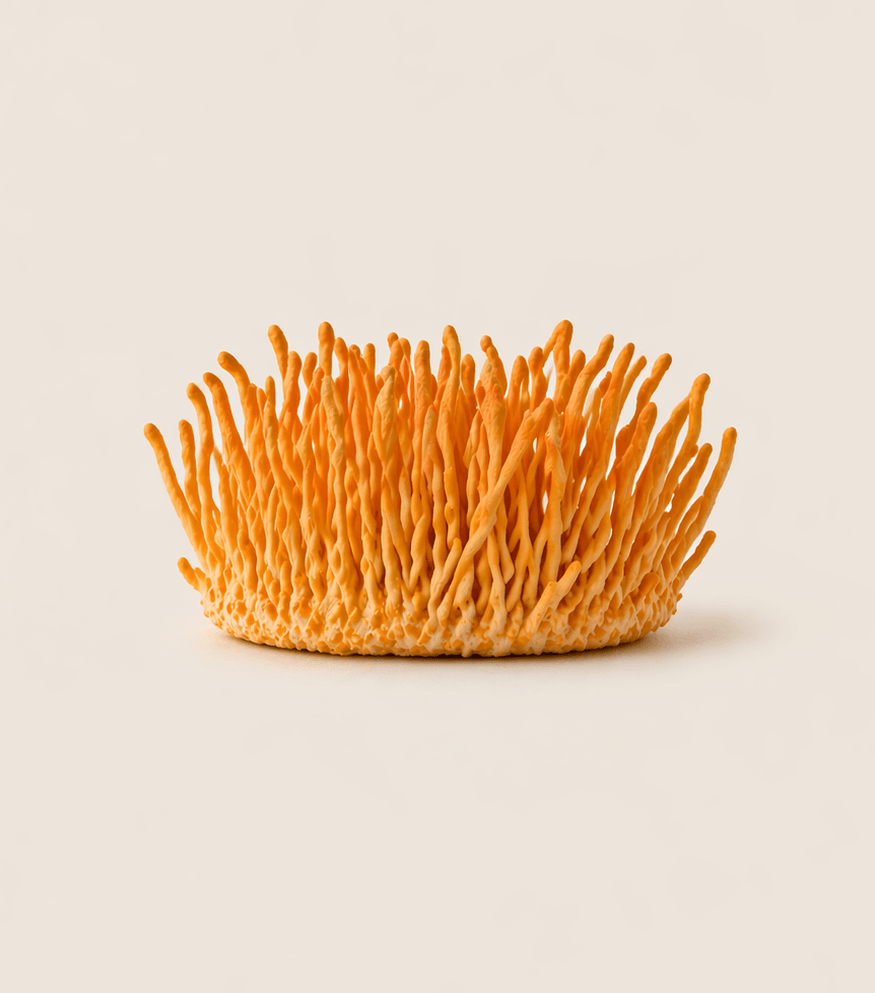 A cluster of bright orange, finger-like cordyceps mushrooms on a plain, off-white background.