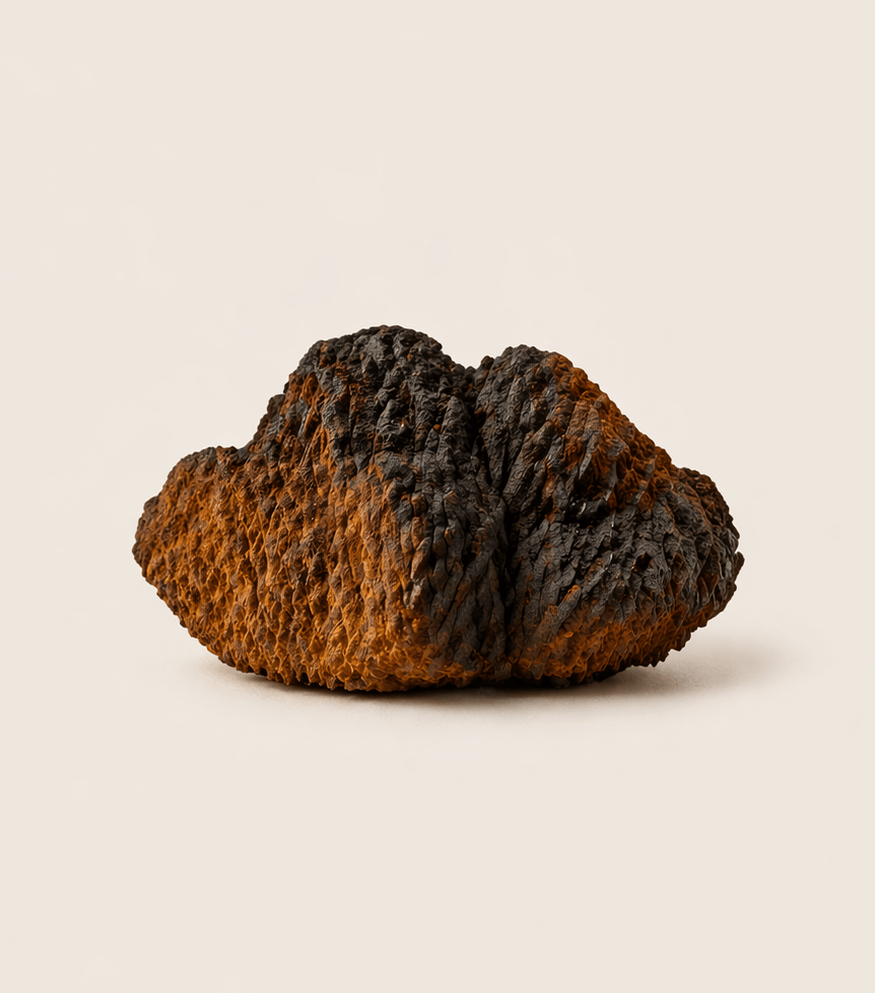 A large piece of raw Chaga mushroom with a dark, fissured exterior against a plain, off-white background.