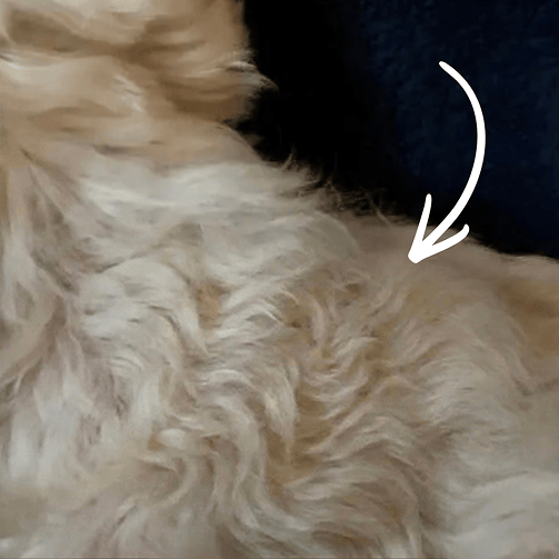 A close-up of wavy, light-colored dog fur with a white arrow pointing to a matted section.