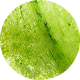 Close-up of a green leaf with visible veins.