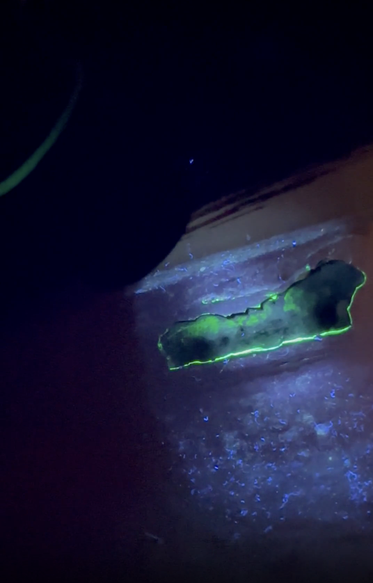 A dark, irregular shape with a glowing green outline and scattered blue specks on a surface under blacklight.