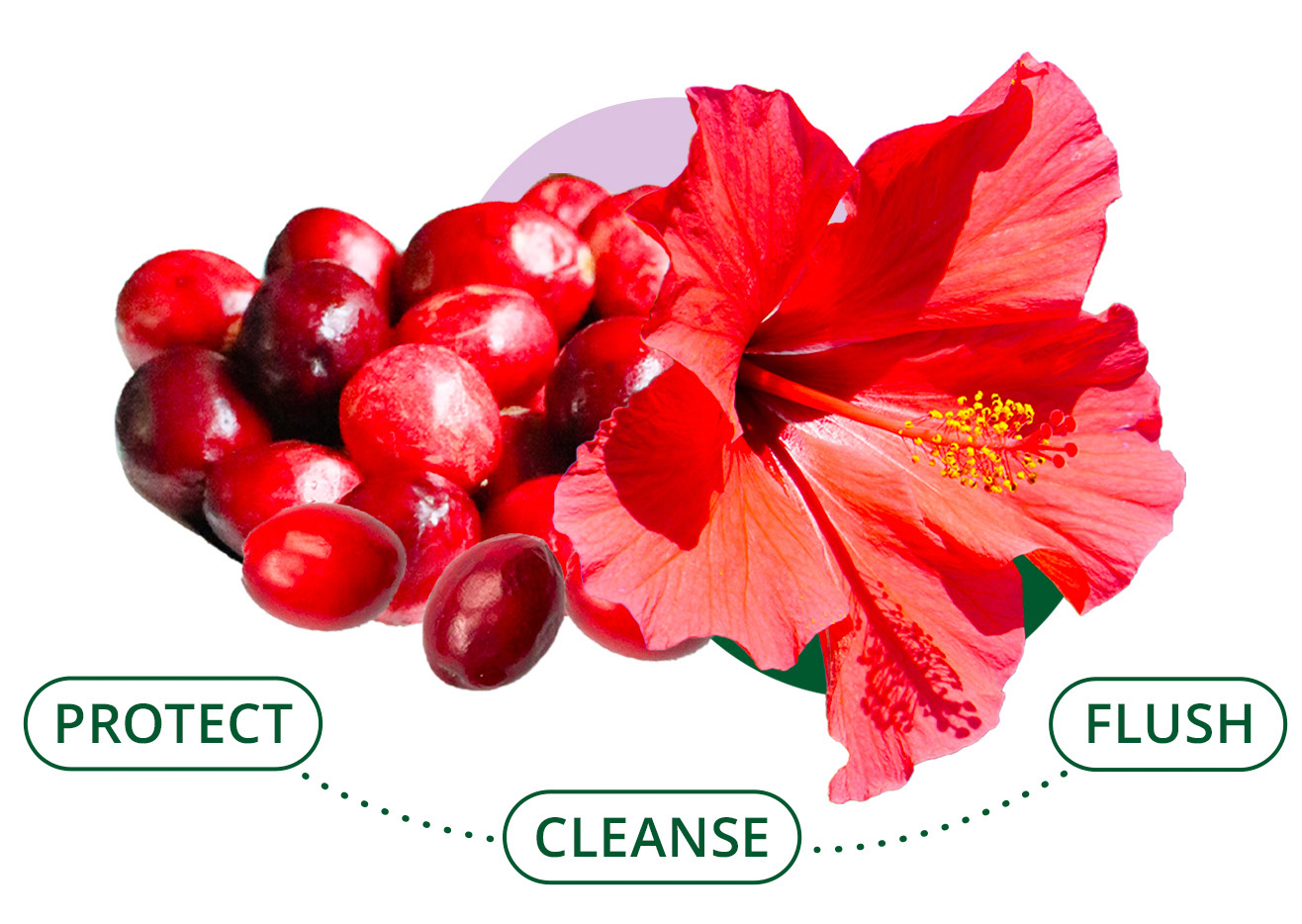 Cranberries and a hibiscus flower with words: Protect, Cleanse, Flush.