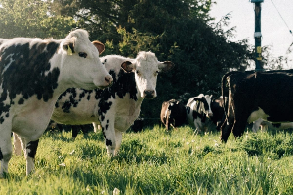 Benefits of beef organs for fertility - cows starting into the camera