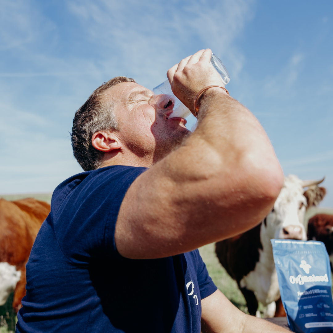 Person drinking from a glass near cows in a field.