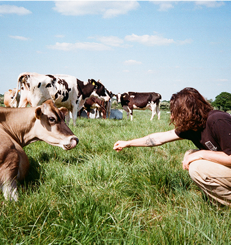 Person reaching out to a cow in a grassy field with other cows.