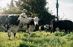No vaccines or additives are added to our beef organ protein powder.