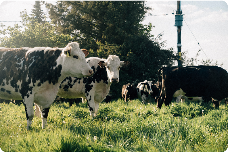 Cows grazing in a grassy field with trees and a utility pole in the background.