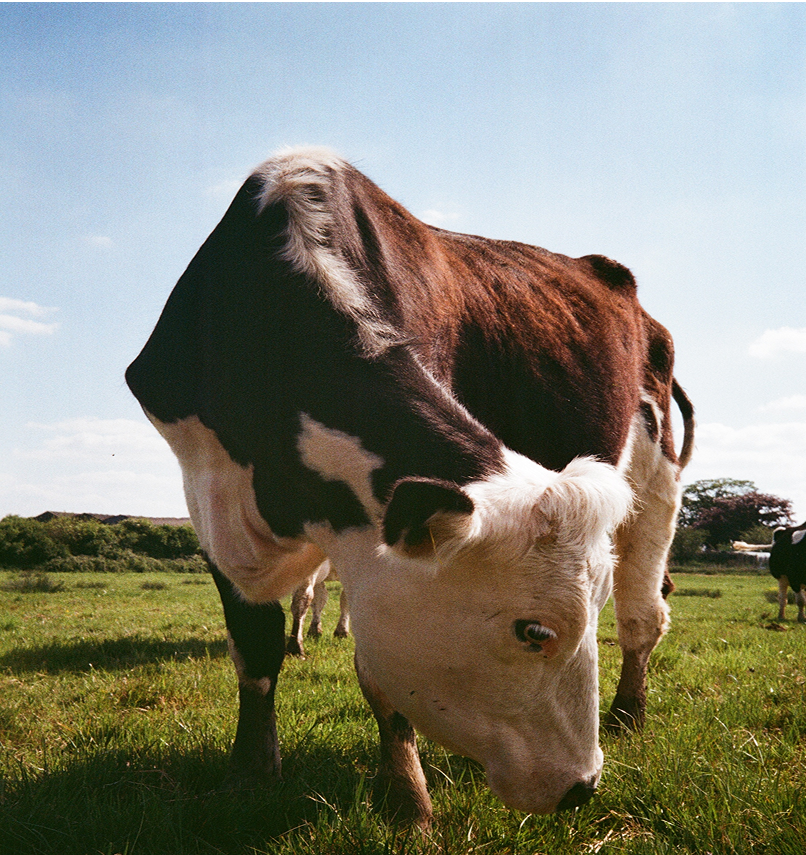 A brown and white cow grazing in a grassy field under a blue sky.
