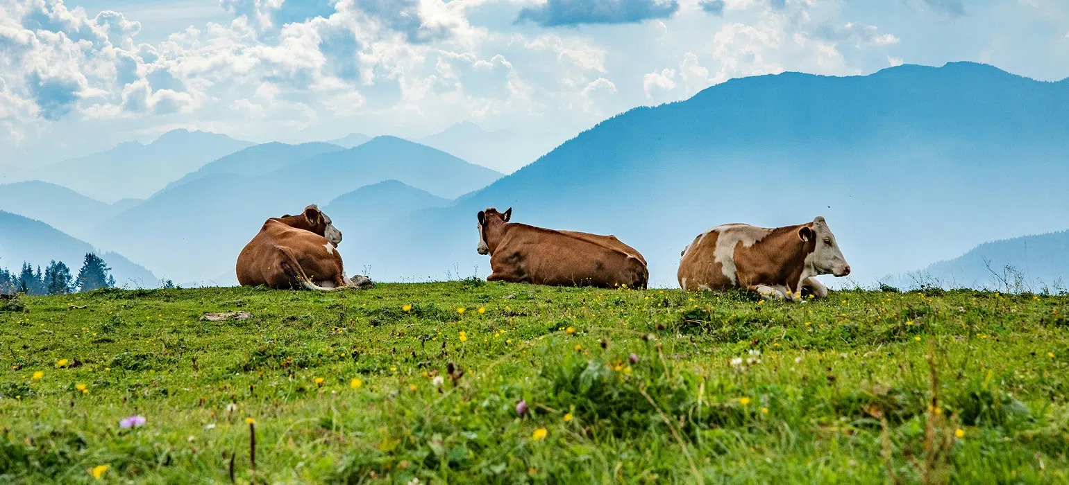 Beef protein vs plant protein: which is better?