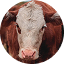 Close-up of a brown and white cow's face.