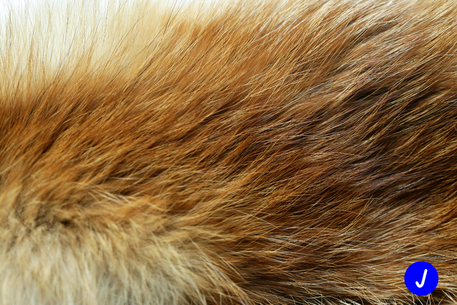 Close-up of brown and white fur texture.