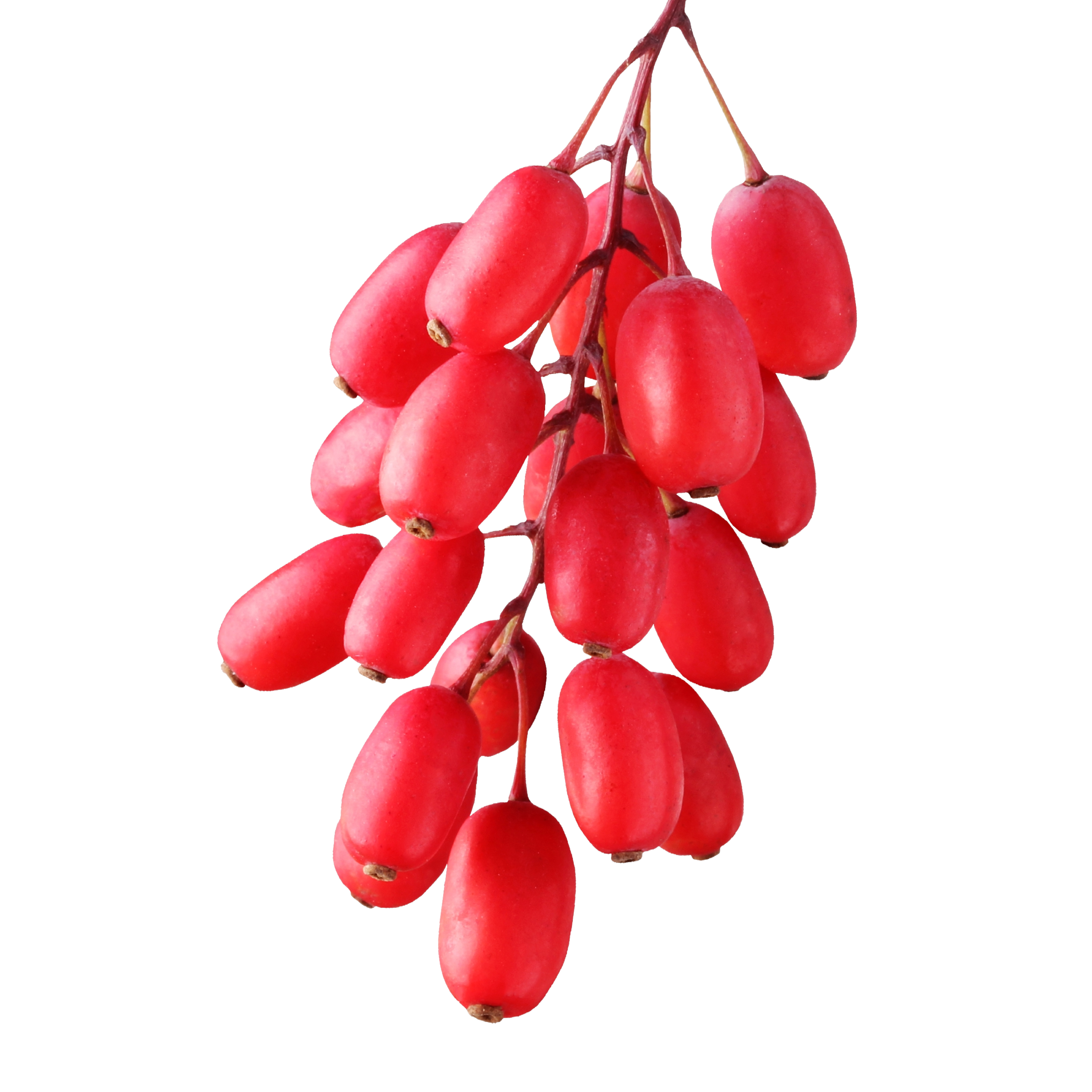 A cluster of fresh red barberries hanging from a branch against a white background.